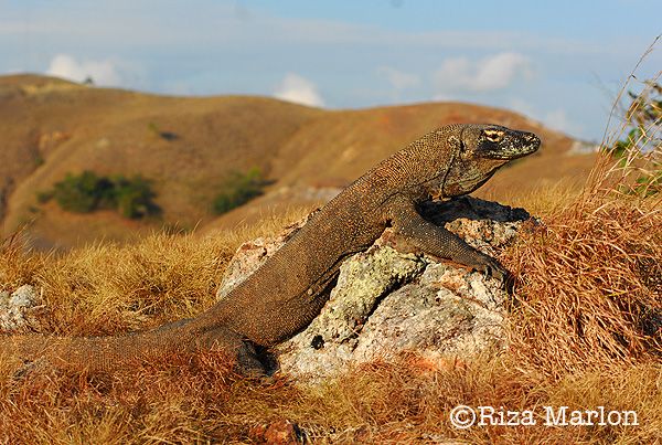 Komodo. Foto: Riza Marlon