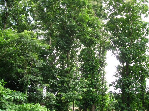 hutan perhutani