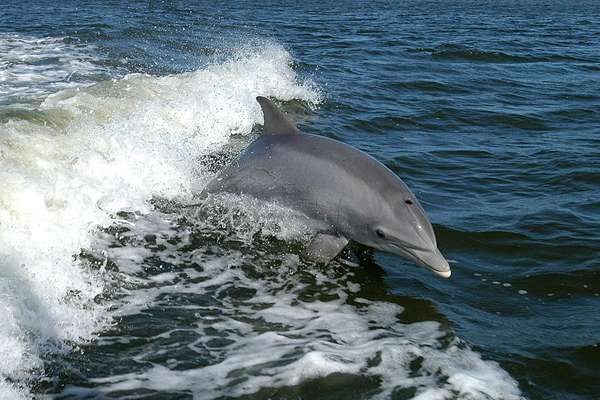 Bottlenose dolphin. Sumber: Wikipedia