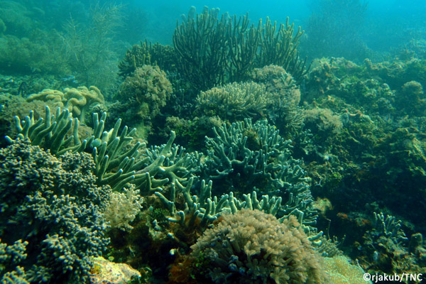 Terumbu karang di perairan Kabupaten Berau. Foto: R Jakub/TNC
