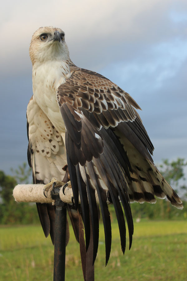Elang brontok. Foto: Raptor Club Indonesia
