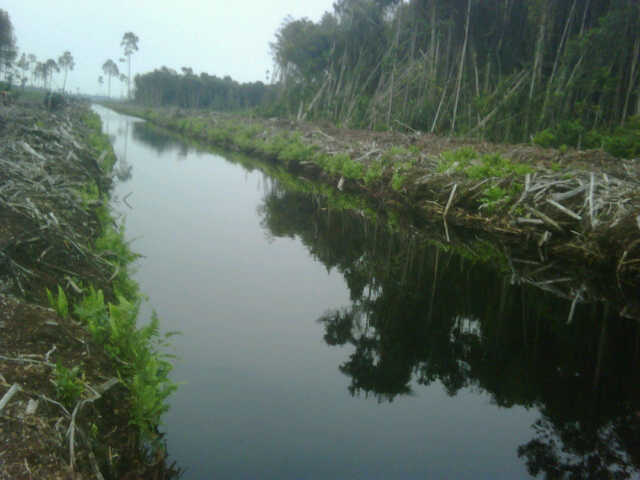Tim Verifikasi Belum Nilai Amdal Ekspansi Lahan PT RAPP di Pulau Padang