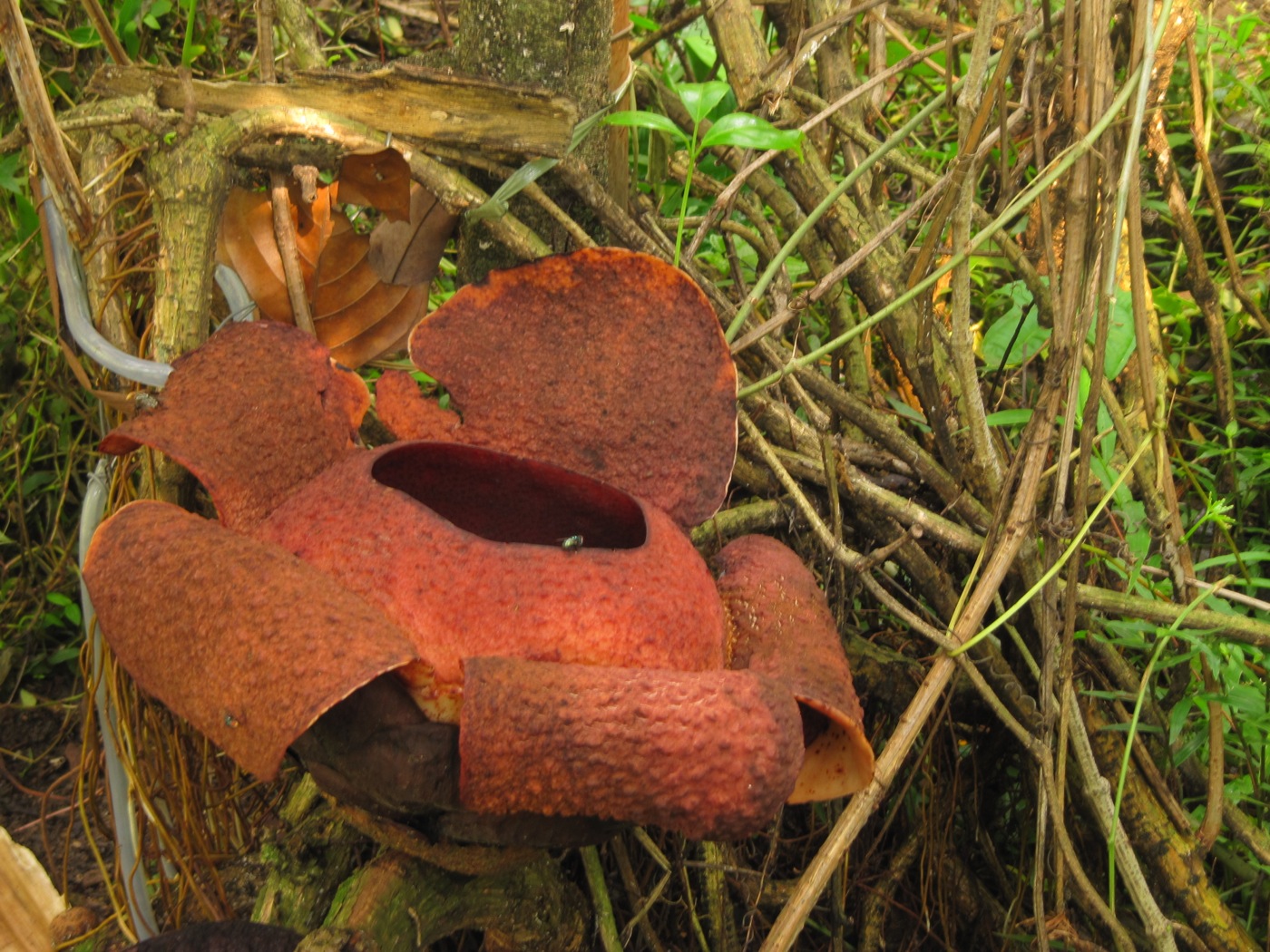 Padma (Rafflesia patma Blume) mekar di Kebun Raya Bogor awal November 2012. Foto: Ridzki R. Sigit