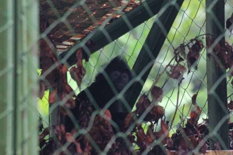 Neneng, seekor Lutung jawa di pusat rehabiitasi