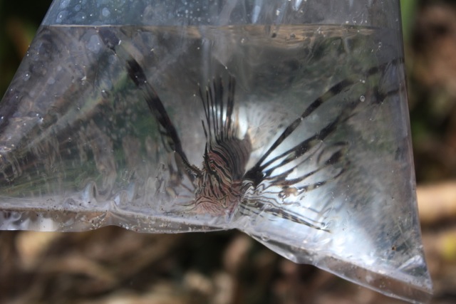 Sancang-Lion fish