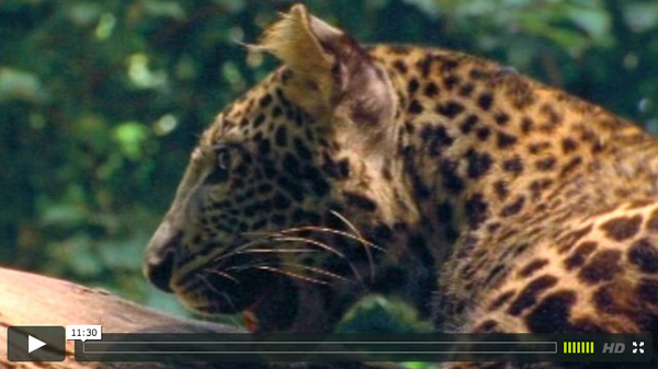 Macan tutul Jawa (Panthera pardus melas). Foto: CIFOR