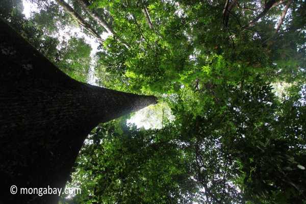 Pohon di hutan