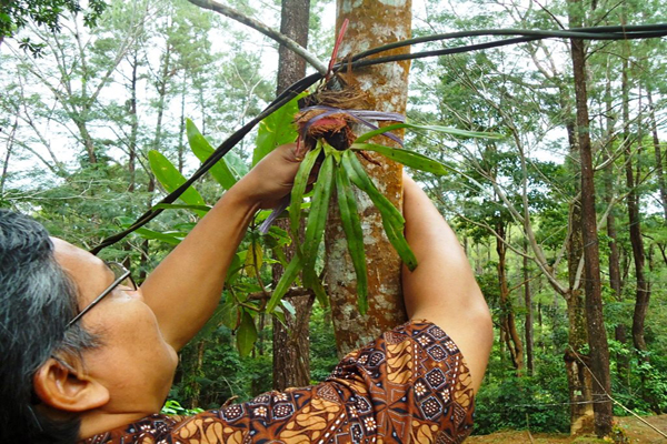 Upaya penanaman anggrek hasil kultur jaringan di hutan pendidikan Universitas Hasanuddin pada 8-9 Juni 2012. Sekitar 1.000 pohon anggrek ditanam, baik ditempel di pohom ataupun di tanam di sekitar pohon, tergantung jenis. Foto: Wahyu Chandra