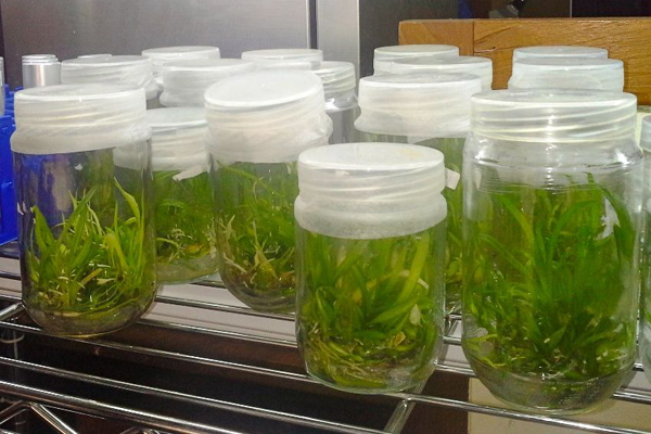 Tunas anggrek sudah berumur sekitar 3 bulan, ditanam di dalam toples yang telah disterilisasi. Dari toples ini akan diaklimitisasi atau ditanam di sebuah wadah di dalam green house. Foto: Wahyu Chandra