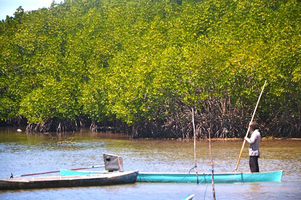 Ratusan hektar tanaman mangrove mengelilingi Kepulauan Tanakeke, yang menjaga pulau dari hantaman ombak, khusus di musim angin kencang. Untuk penyelamatan mangrove dari penebangan liar, warga dan pemerintah desa menginisiasi Peraturan Desa tentang Pengelolaan Mangrove. Foto: Wahyu Chandra