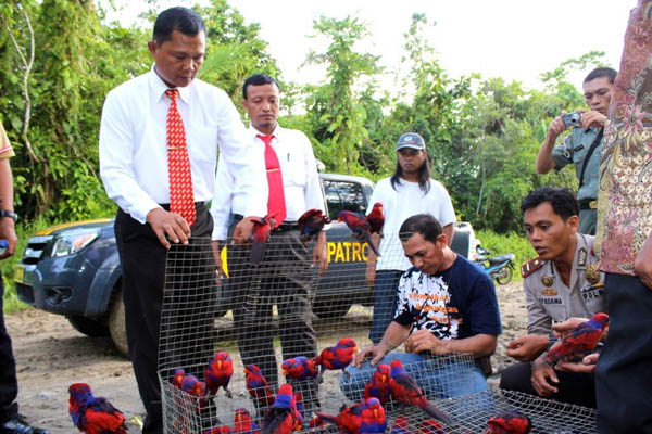 Aparat kepolisian Polres Talaud yang menggagalkan penyelundupan 111 nuri Talaud. Namun, nuri-nuri ini tak bisa langsung dilepasliarkan hingga dimasukkan ke PPS Tasikoki. Foto: Rcyhter/Kompak