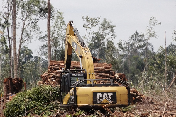 Tumpukan kayu alam di hamparan areal penebangan hutan alam oleh ekspansi PT. Triomas FDI. Foto ini juga memperlihatkan tegakan hutan alam yang masih alami, hal ini membuktikan sebelumnya areal ini merupakan hutan alam dalam kondisi baik, sehingga kawasan ini berpotensi untuk dilindungi. Foto pada titik koordinat N0°33’43.91″ E102°55’30.64″. Foto: EoF, 21 september 2013.