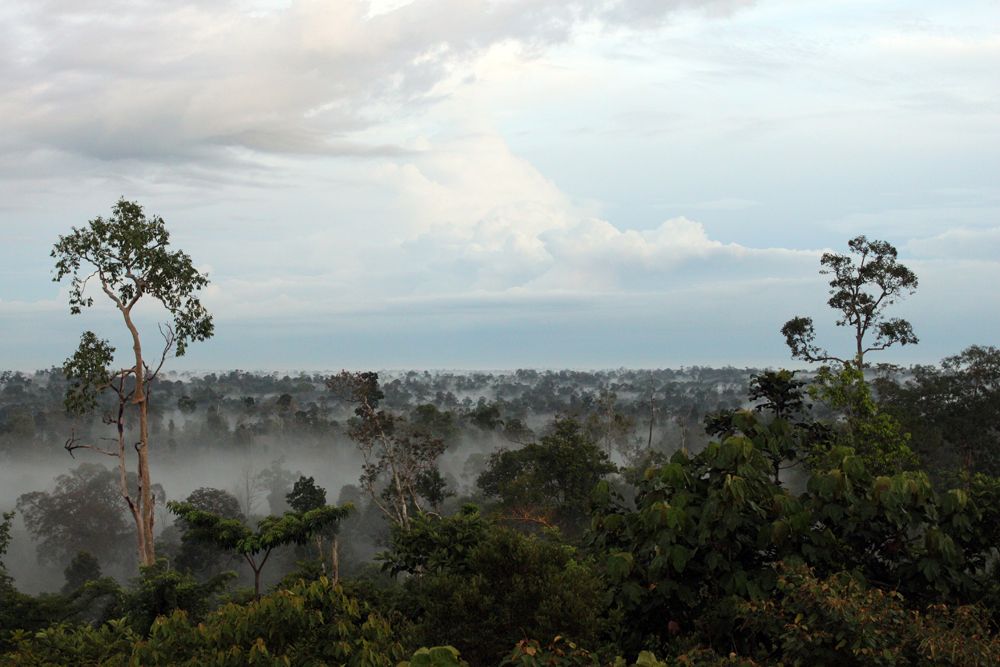 Landscape Hutan Harapan Jambi, Restorasi Ekosistem pertama di Indonesia. Foto: Fahrul Amama/ Burung Indonesia