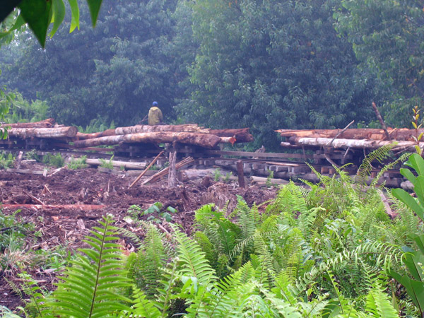 Aktivitas PT Merbau Pelalawan Lestari. Foto: Eyes on the Forest