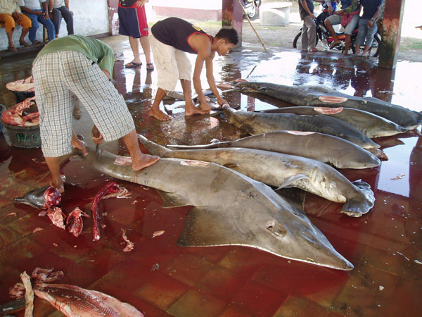 Pemandangan di Pelabuhan Muara Baru dan Muara Angke Jakarta. Inilah salah satu pemandangan dari pusat pengumpulan hasil tangkapan hiu dan pari di Pelabuhan Muara Baru, Jakarta. 