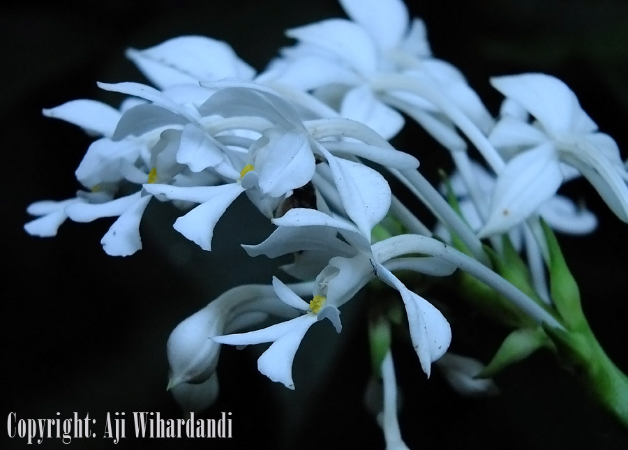 Anggrek di hutan Riau bernama Calanthe triplicata ini kemungkinan juga akan mengalami perubahan sebarandi Bumi, seiring pemanasan global yang terjadi. Foto: Aji Wihardandi