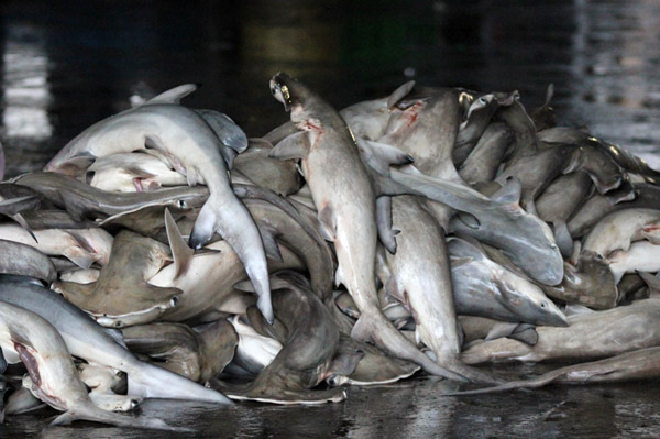 Ikan-ikan hiu hasil buruan. Foto: Petrus Riski