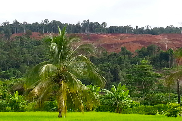 Hutan-hutan di pebukitan botak di Kabupaten Morowali untuk kuras nikel mentah (ore), seperti di Kecamatan Bungku Timur, dan Bahodopi, bukan pemandangan asing lagi. Foto: Sapariah Saturi 