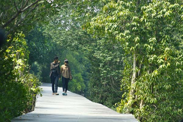 Taman hutan rakyat Teluk Benoa, akankah tetap bertahan di tengah beragam ancaman termasuk reklamasi besar-besaran? Foto: Anton Muhajir