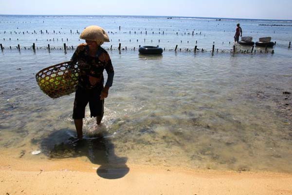 Petani rumput laut Nusa Penida, ruang kelola makin terhimpit di tengah perkembangan fasilitas pariwisata di sana. Foto: Anton Muhajir