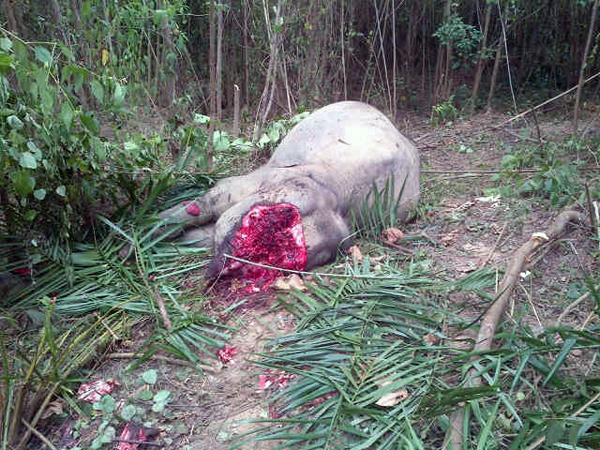 Bangkai gajah yang ditemukan di areal PT. Dwi Kencana Jamborehat, Kecamatan Banda Alam, Kabupaten Aceh Timur, 7 September 2014. Gadingnya sudah hilang. Foto: Imran Ali Muhammad