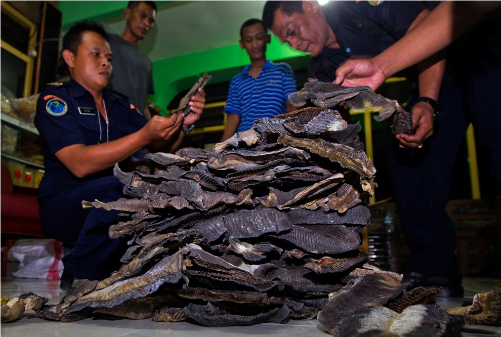 Bareskrim, KKP, WCS dan JAAN menangkap penjual insang manta ray di Surabaya. Foto : WCS