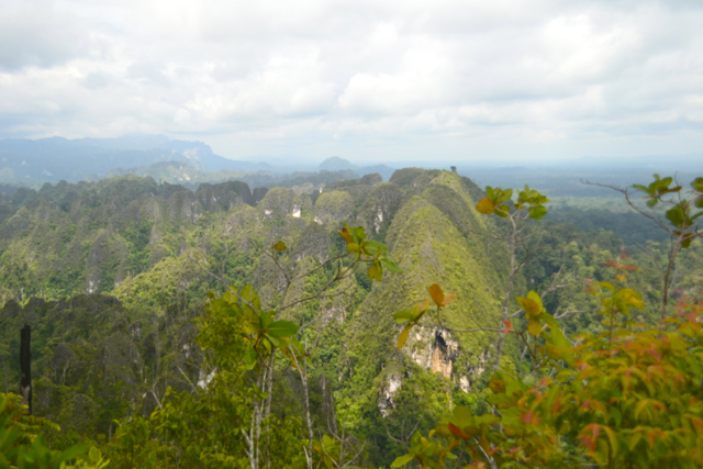 Karst Sangkulirang kala dilihat dari atas puncak Bukit Ketepu. Karst Sangkulirang termasuk ke dalam tipe bentukan tower karst karena bentuk menyerupai tower-tower yang menjulang tinggi. Kawasan penting dan unik seperti ini bisa terancam kala aturan perlindungan tak kuat. Foto: Lawalata IPB