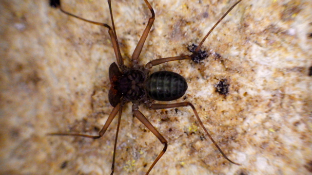 Amblypigi yang ditemukan di Goa Sedepan Bu, karst Sangkulirang Kaltim. Foto: Lawalata IPB