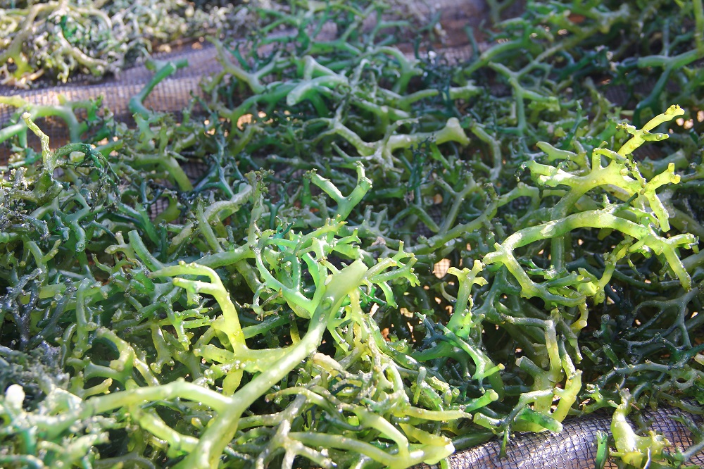 Rumput laut milik Obet Leo mengalami kerusakan diduga limbah pencemaran PLTU Bolok. Foto : Tommy Apriando
