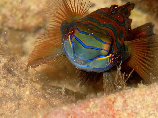 Ikan mandarin menjadi ikon pariwisata internasional. Foto : Wisuda