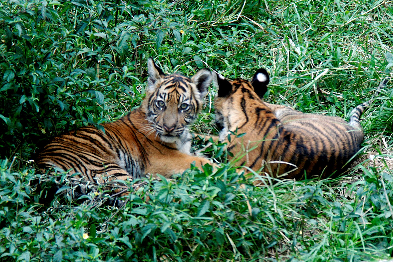 Pandeka Balang dan Mantagi, dua ekor anak harimau sumatera, satwa koleksi Taman Marga Satwa dan Budaya Kinantan (TMSBK) Bukittinggi. Foto: Riko Coubut
