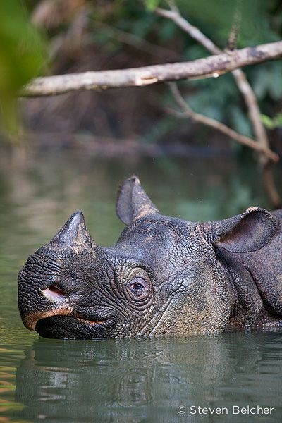Badak jawa di Taman Nasional Ujung Kulon (TNUK). Foto: Stephen Belcher/Dok. BTNUK