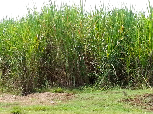 Ilustrasi. Perusahaan tebu datang, lahan tani warga Tulang Bawang ini hilang. Foto: Sapariah Saturi