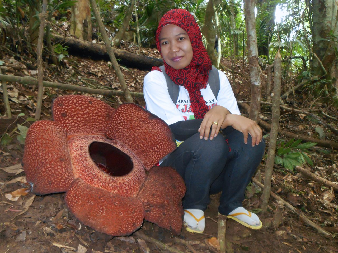 Rafflesia Mekar: Dari Mitos Cawan Hantu Hingga Fakta Keterancamannya