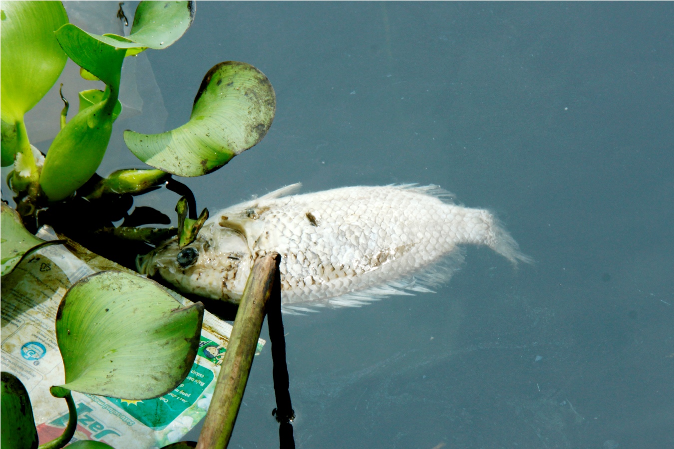 Bangkai ikan yang mati akibat kekurangan oksigen di Danau Singkarak, ikan-ikan mengalami mabuk, dan stres hingga akhirnya mati. Foto: Riko Coubut