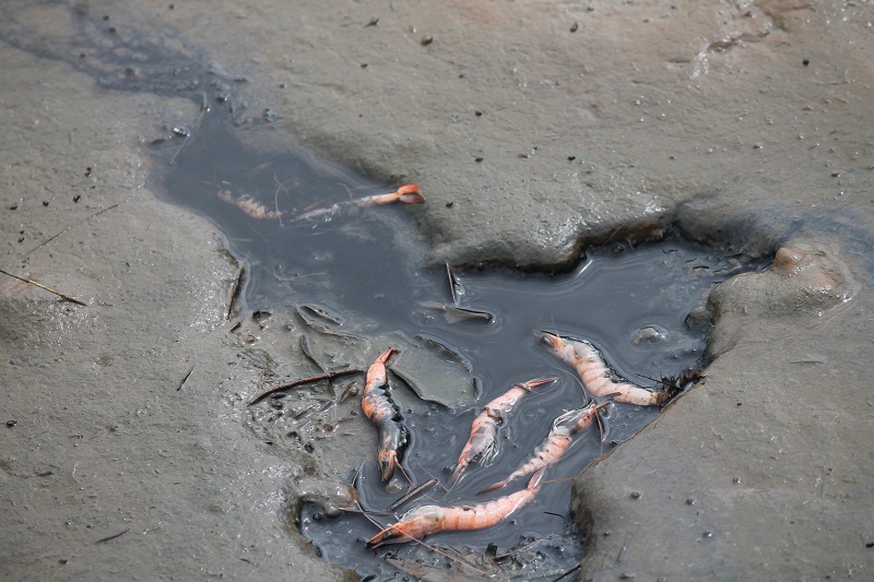 Udang hasil tambak warga Gresik, Jatim, mati terkena limbah smelter. Foto : Petrus Riski