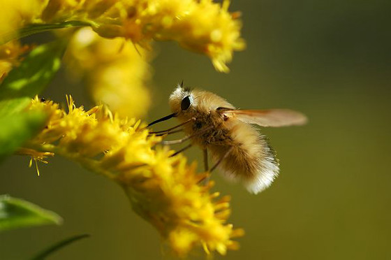 Lalat lebah bersiap menghisap sari bunga. Sumber: Buzzap.jp/news