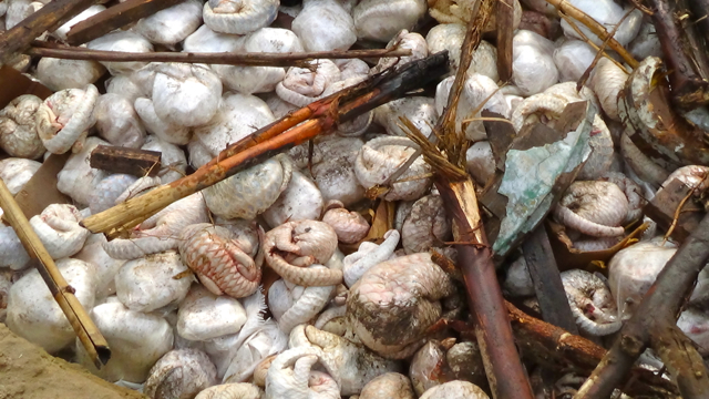 Trenggiling hasil sitaan jaringan peredaran satwa di Medan yang akan dimusnahkan di KIM 4 Medan oleh Siti Nurbaya, Menteri Lingkungan Hidup dan Kehutanan. Penegakan hukum masih lemah dan belum memberikan efek jera bagi pelaku perdagangan satwa dilindungi. Tak pelak, perdagangan terus marak. Foto: Ayat S Karokaro