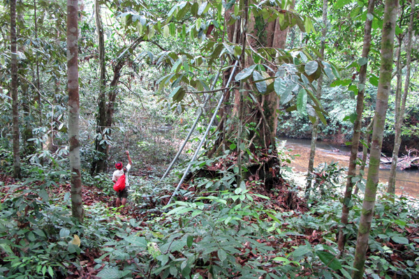 Beginilah kondisi hutan adat Sungai Utik, di Kapuas Hulu, Kalbar, yang dijaga sangat ketat oleh masyarakat adat Iban. Di sekitar mereka, di kelilingi perkebunan sawit. Upaya warga ini masih terancam kala tak ada pengakuan dan penetapan hutan (wilayah ) adat segera. Foto: Andi Fachrizal