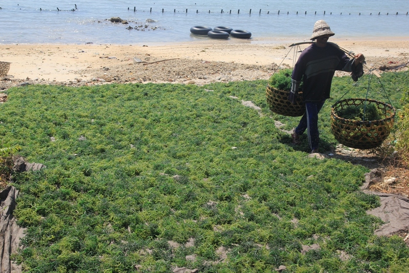 Zona budidaya rumput laut di Kawasan Konservasi Perairan (KKP) Nusa Penida, Bali. Foto : Luh De Suriyani