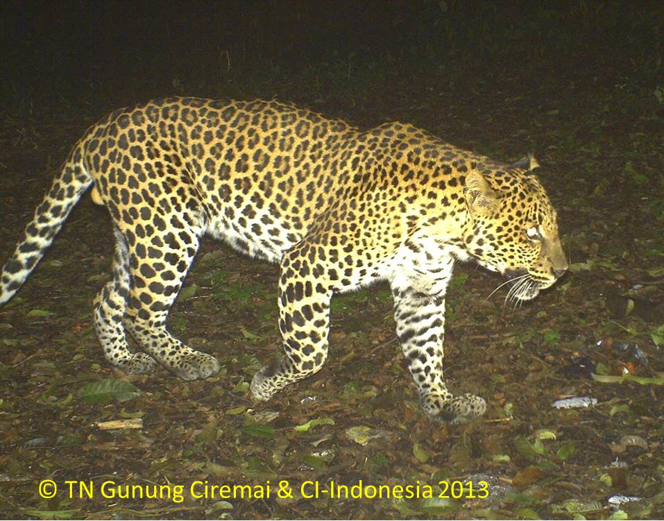 Macan tutul (Panthera pardus), salah satu satwa dilindungi yang hidup di kawasan Gunung Ciremai. Satwa ini terancam karena terjadinya kebakaran di Taman Nasional Gunung Ciremai. Foto : CI Indonesia