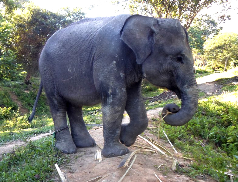 Bona yang merupakan maskot PLG Seblat, Bengkulu. Nasibnya mengenaskan karena telah yatim piatu sejak berumur enam bulan. Foto: Taufik Wijaya