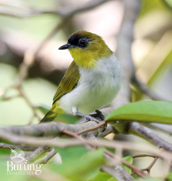 Kacamata togian. Foto: Philippe Verbelen/ Burung Indonesia
