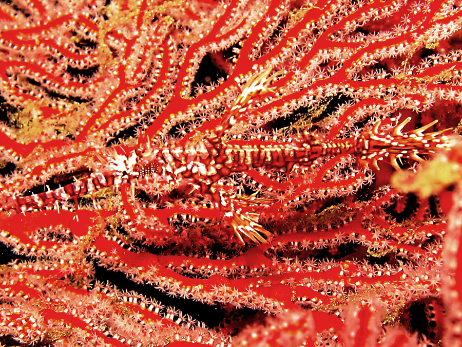 Ikan ornate ghost pipefish, satwa laut ahli penyamar diantara terumbu karang. Foto : Wisuda.