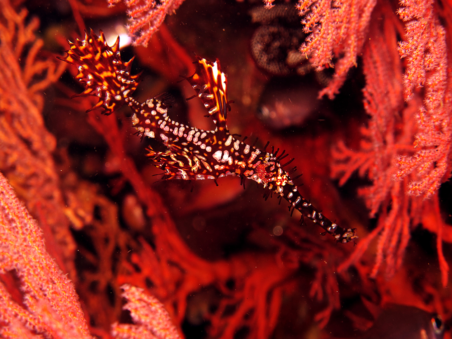 Ikan ornate ghost pipefish atau harlequin ghost pipefish. Ikan bernama latin Solenostomus paradoxus sering disebut sebagai false pipefish. Foto : Wisuda 