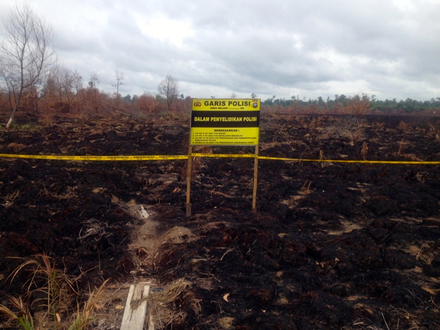 Baru dua perusahaan dengan lahan terbakar yang diambil negara terpublish luasan dan rencana peruntukan. Perusahaan-perusahaan yang lain bagaimana? Seperti kebakaran di lahan ini tahun lalu, bagaimana proses hukumnya? Foto: Made Ali 