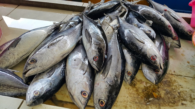 Tuna segar tangkapan nelayan Gunung Kidul, Yogyakarta. Beragam masalah mengelilingi sektor perikanan, dari penyakit ikan, ekosistem rusak sampai perubahan iklim. Foto: Tommy Apriando