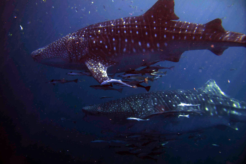 Hiu paus yang didata di perairan Taliyasan, Berau, Kalimantan timur. Foto: Tim survei hiu paus Satker Balikpapan, BPSPL Pontianak