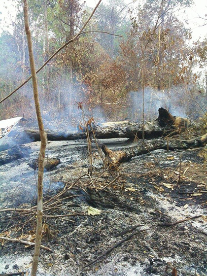 Inilah kondisi Hutan Adat Rimbo Sekampung milik Marga Benakat di Muara Enim, Sumatera Selatan yang terbakar. Hutan ini merupakan habitatnya gajah dan harimau sumatera. Foto: Masyarakat Benakat