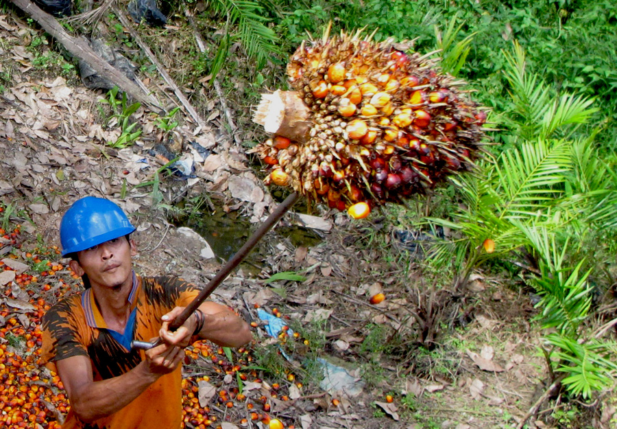 Seorang pekerja sawit swadaya sedang memindahkan tandan buah sawit dari penampungan ke truk untuk diangkut ke pabrik pengolahan kelapa sawit. Foto: Andi Fachrizal